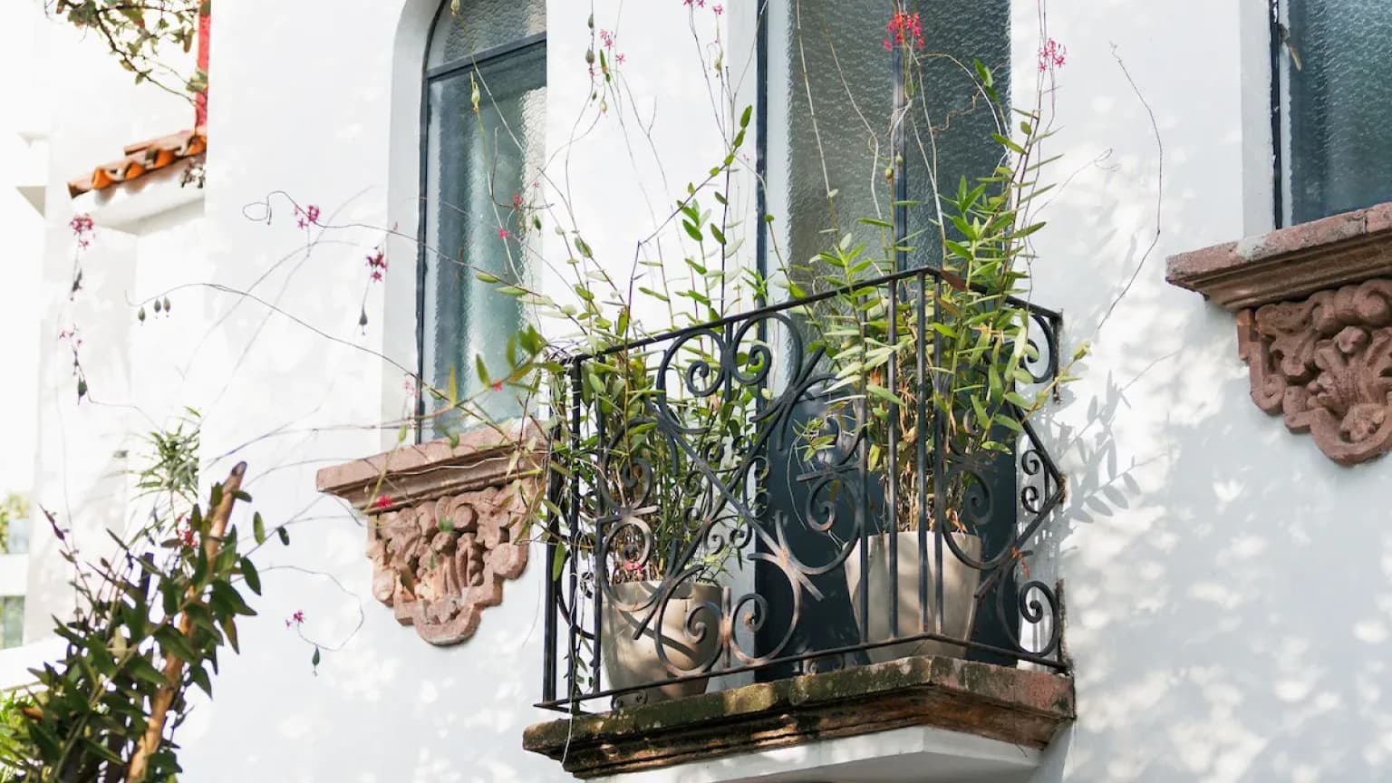 A wrought-iron balcony with potted plants and climbing vines, on the house's facade
